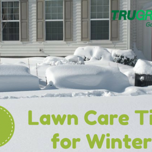 trugreen lawn care tips