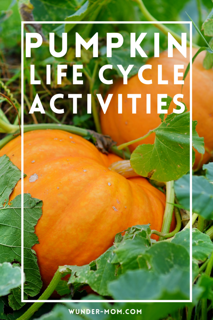 Pumpkin life cycle activities for kids 