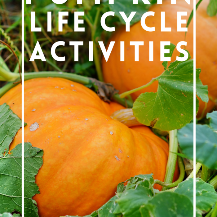 Pumpkin Life Cycle Activities