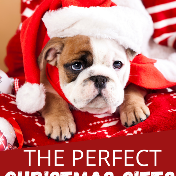 Best Gift Ideas for Dogs